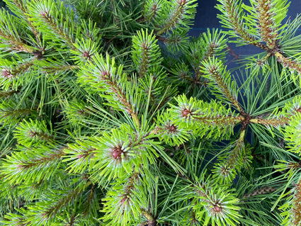 Japanse rode den - Pinus Densiflora 'Jane Kluis'