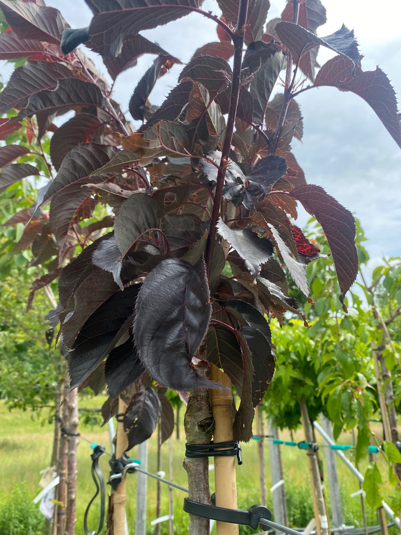 Japanse sierkers hoogstam - Prunus serrulata 'Royal Burgundy'