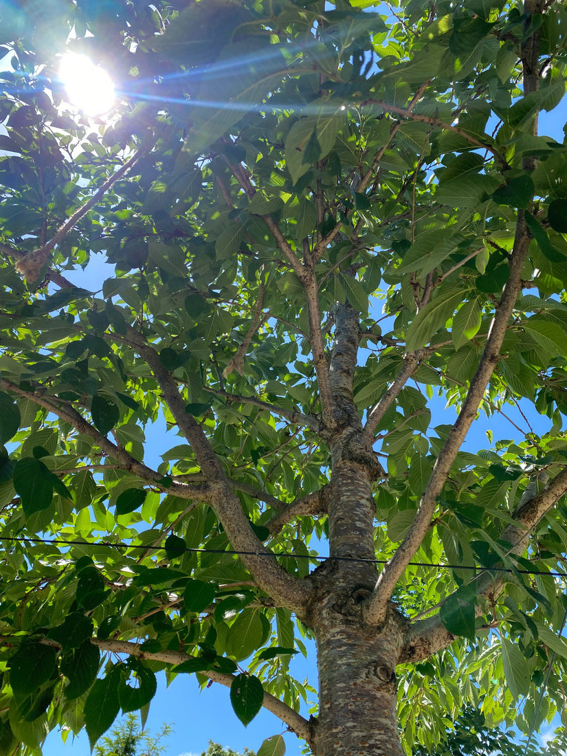 Japanse sierkers - Prunus x yedoensis