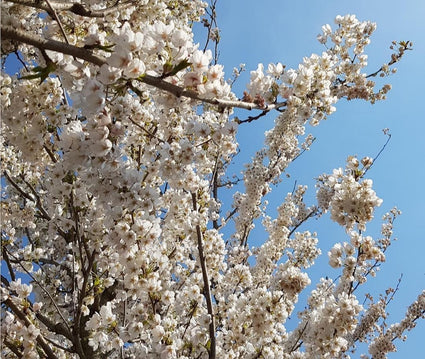 Japanse sierkers tuinplant boom heester