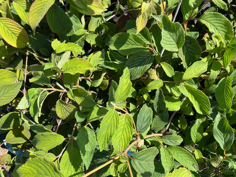 Japanse sneeuwbal - Viburnum plicatum 'St. Keverne'