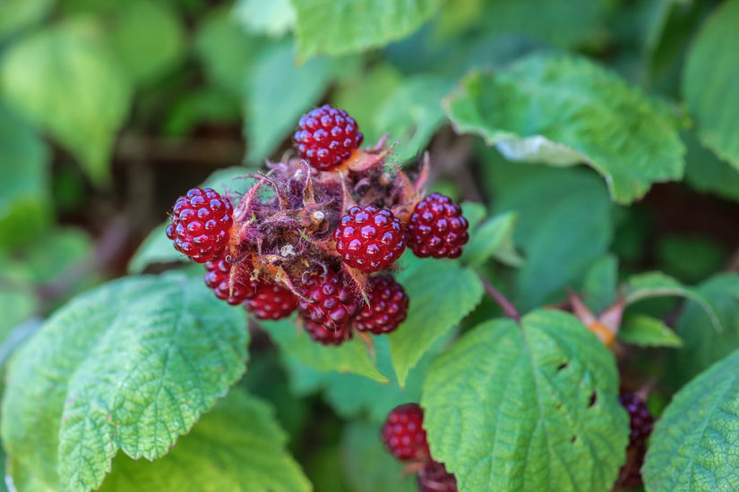 Japanse-wijnbes-Rubus-phoenicoelasius