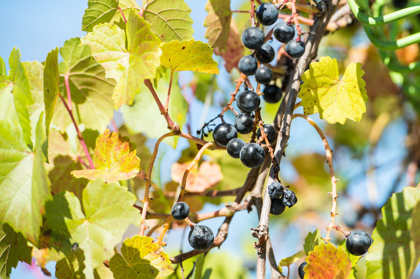 Japanse wijnstok - Vitis coignetiae druif