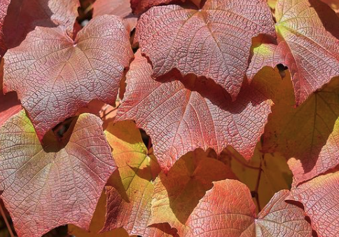 Japanse wijnstok - Vitis coignetiae bladverkleuring 