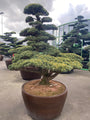 Japanse-witte-den-Pinus-parviflora-Glauca.jpg