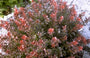 Japanse zuurbes - Berberis thunbergii 'Atropurpurea Nana'