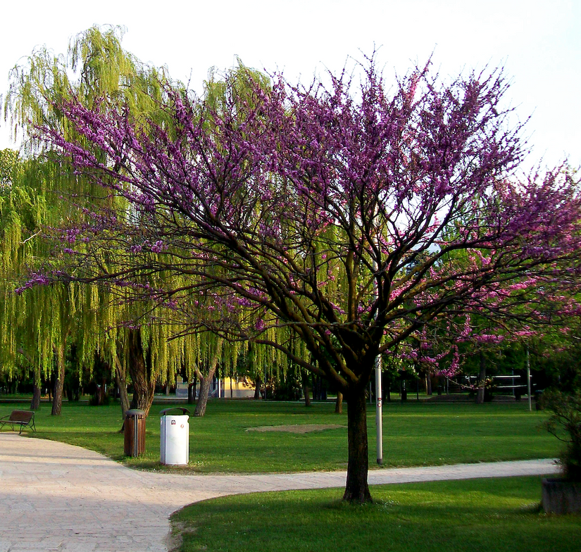 Judasboom - Cercis canadensis 'Forest Pansy' op stam 