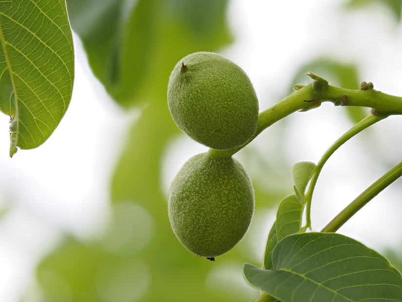 Japanse Hartnoot - Juglans ailantifolia ‘Grimo Manchurian’