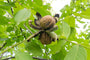 Walnootboom - Juglans regia 'Coenen' hoogstam boom