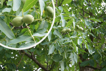 Walnootboom - Juglans regia 'Proslavski'