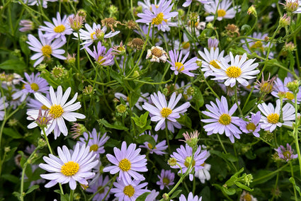 Zomeraster - Kalimeris incisa 'Blue Star'