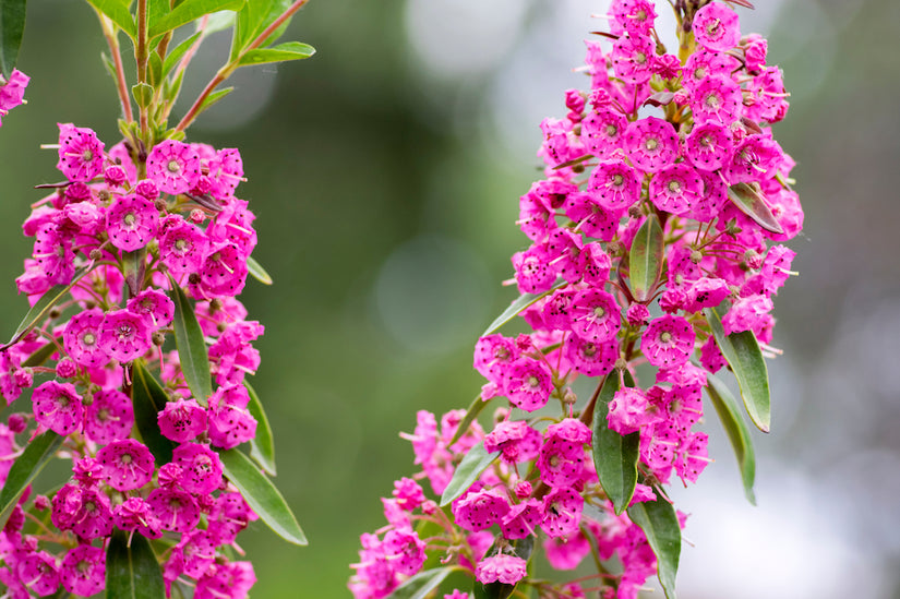 Kalmia-angustifolia-Rubra.jpg