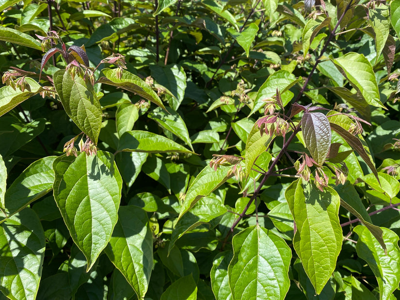 Detail Kansenboom - Clerodendrum trichotomum 'Purple Haze'