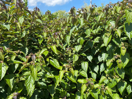 Kansenboom - Clerodendrum trichotomum 'Purple Haze'