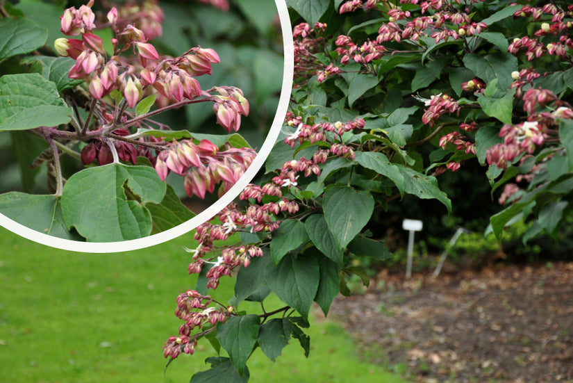 Kansenboom - Clerodendrum trichotomum