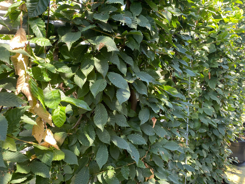 Blad Haagbeuk - Carpinus betulus