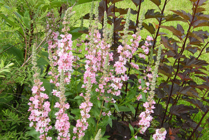 Kattenstaart - Lythrum salicaria 'Blush'