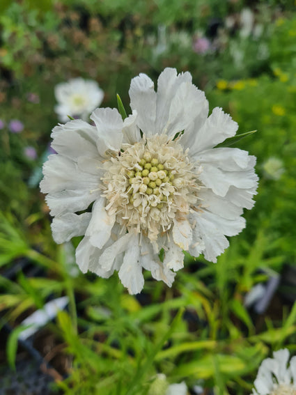 Kaukasisch duifkruid - Scabiosa caucasica 'Alba'