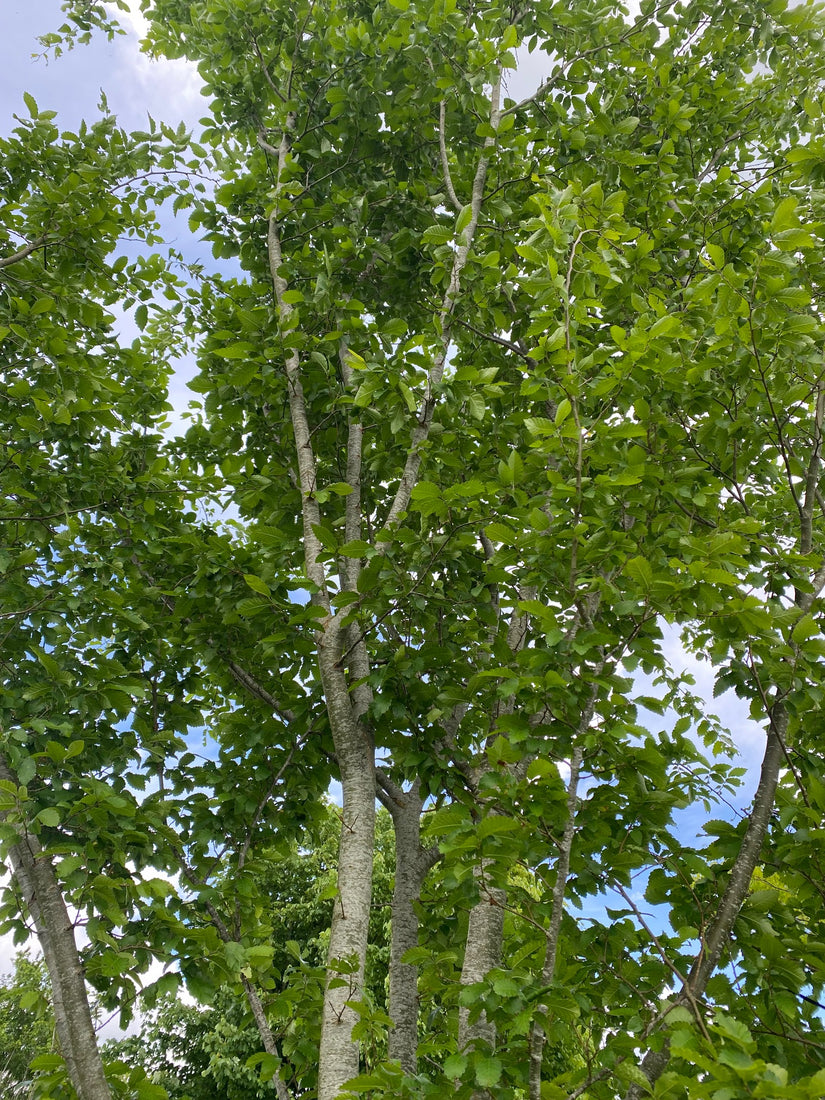 Kaukasische schijniep - Zelkova carpinifolia