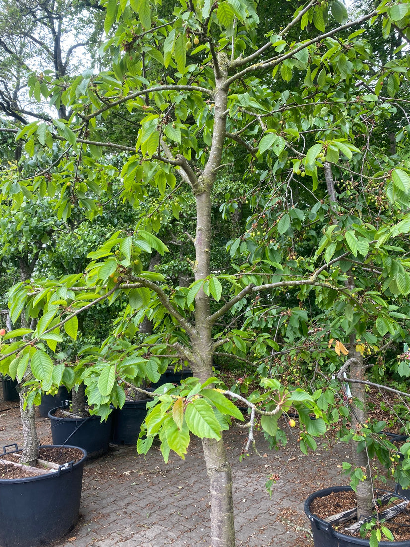 Kersenboom eten uit eigen tuin