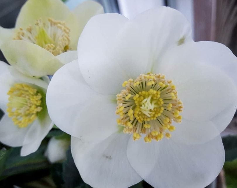 Kerstroos - Helleborus