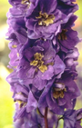 Delphinium king arthur borderpakket