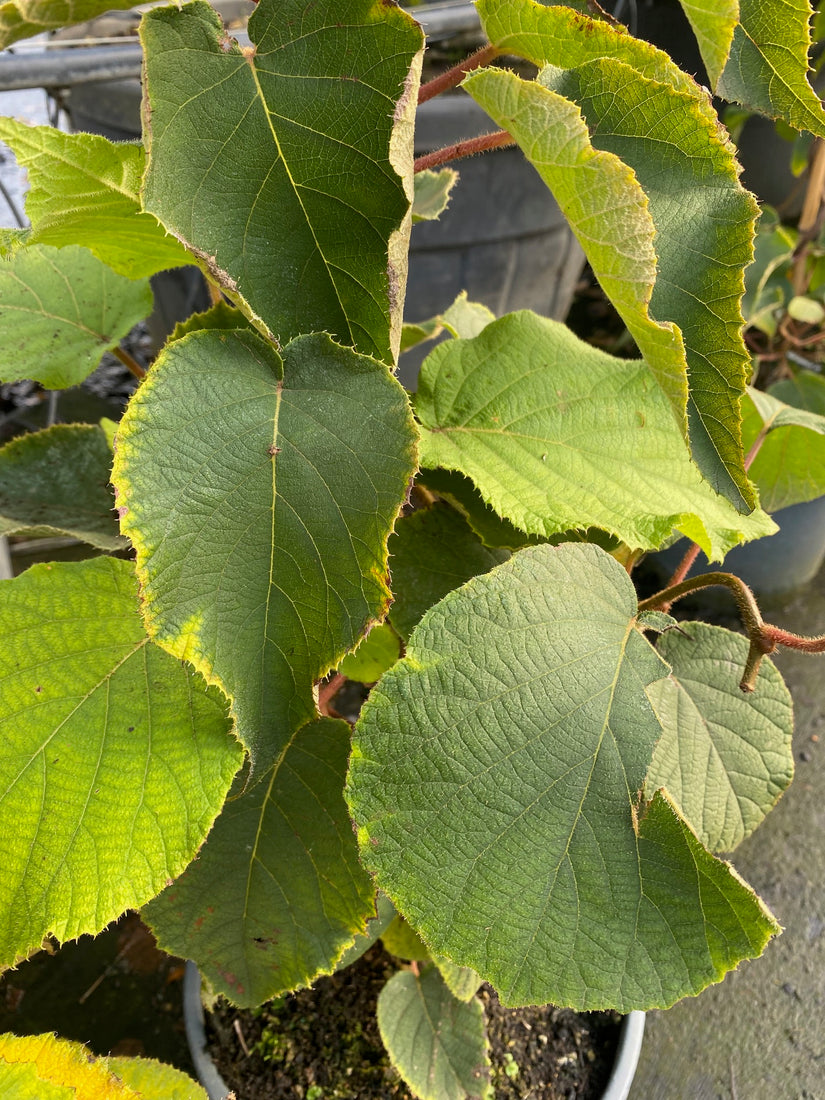 Kant en klare Kiwi haag - Actinidia chinensis 'Skylet'