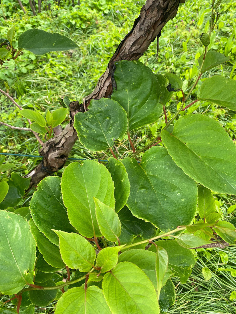 Kiwibes - Actinidia arguta 'Siebold 