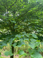 Winterlinde, Kleinbladige linde - Tilia cordata