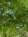 Kleinbladige linde - Tilia cordata