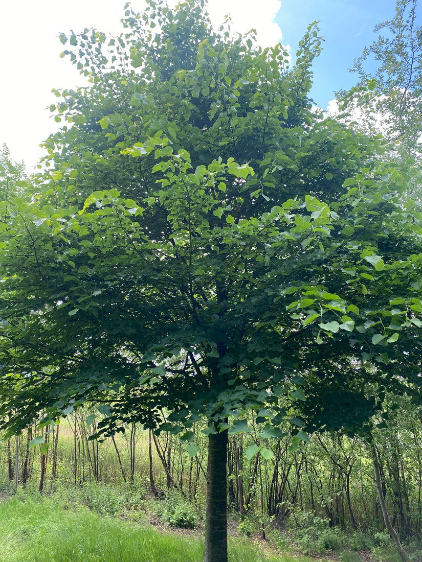 Kleinbladige linde boom - Tilia cordata