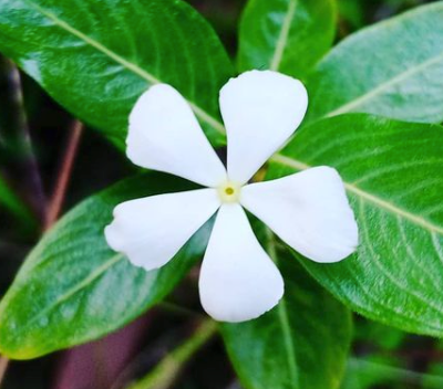 bloemen bodembedekker Kleine maagdenpalm - Vinca minor 'Alba' schaduw