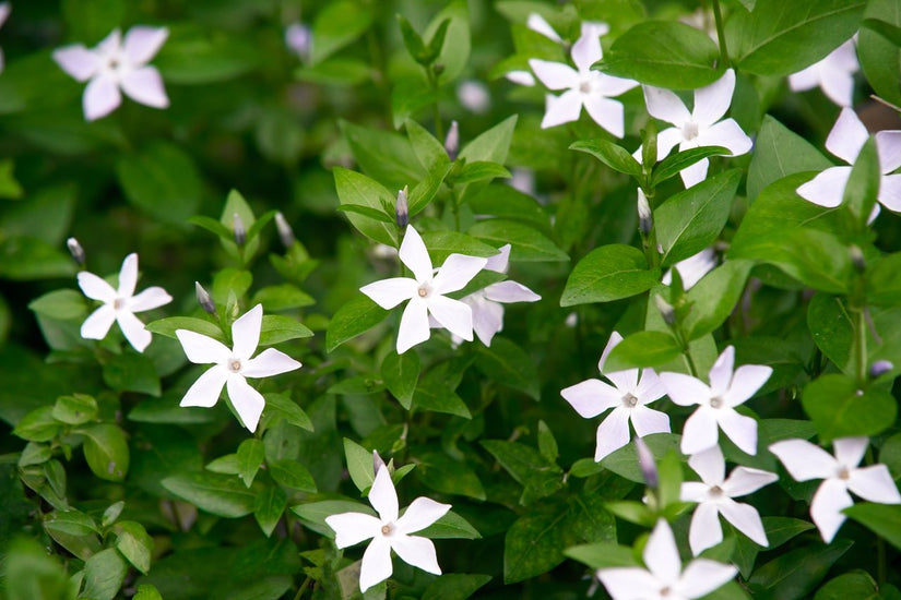 Kleine maagdenpalm - Vinca minor 'Alba' 