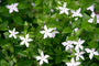 Biologische Maagdenpalm - Vinca minor 'Alba'