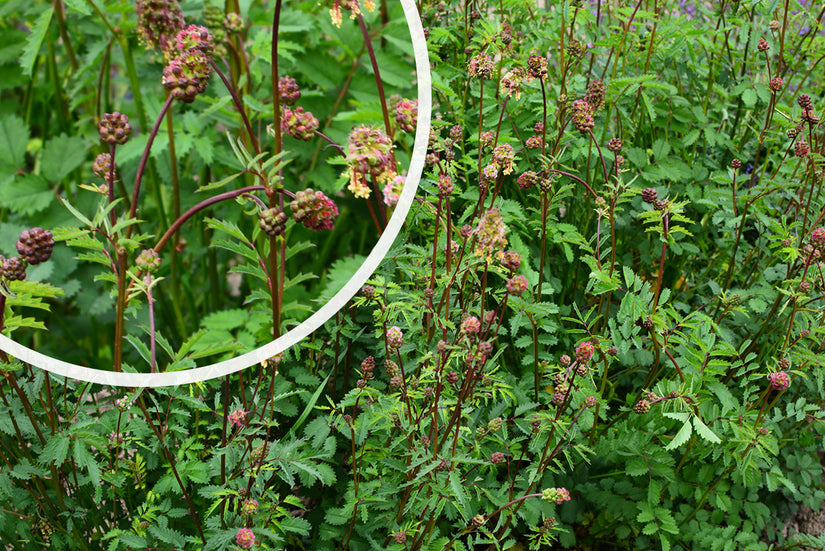 Kleine pimpernel - Sanguisorba minor