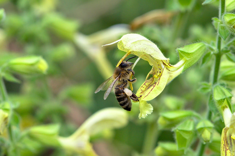 Kleverige salie - Salvia glutinosa   bij