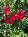 Klimroos - Rosa 'Crimson Siluetta'