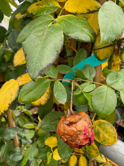 Klimroos - Rosa 'Florentina' in de herfst