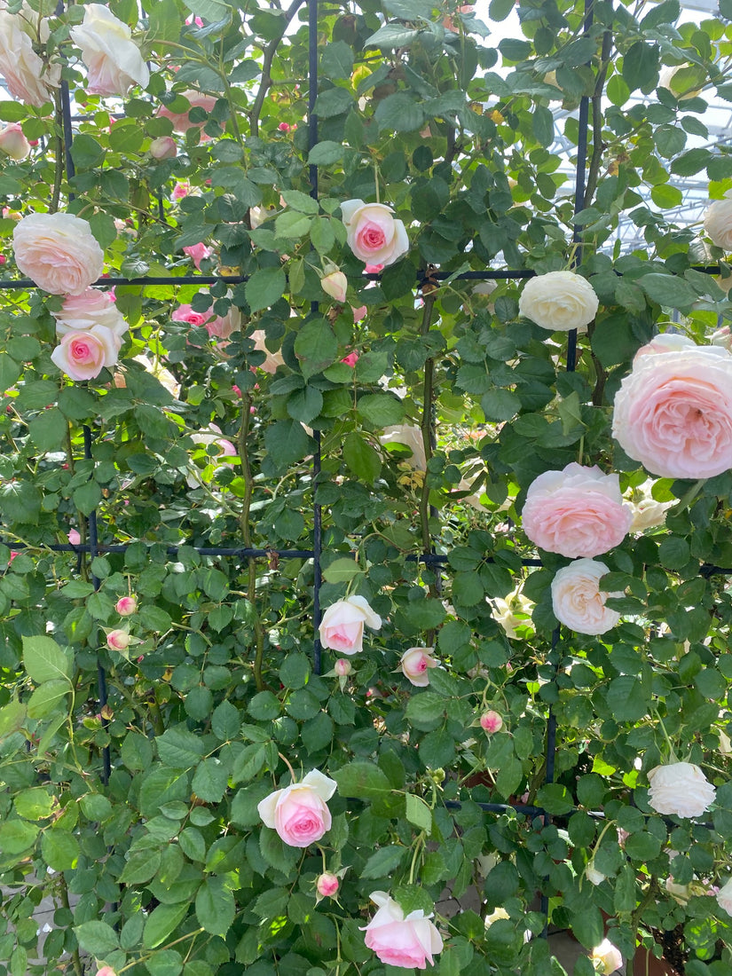 Klimroos - Rosa 'Pierre de Ronsard'