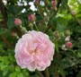 Bloeiwijze Klimroos - Rosa 'Blush Noisette'