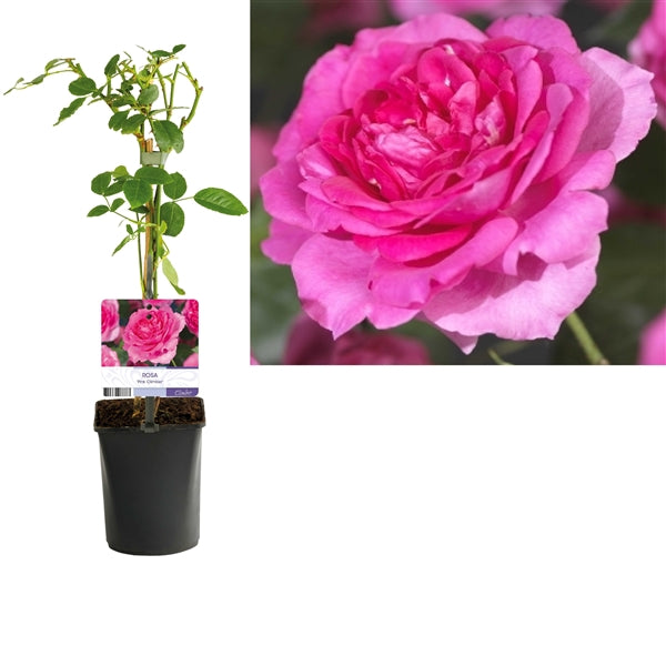 Klimroos - Rosa (K) 'Pink Climber'