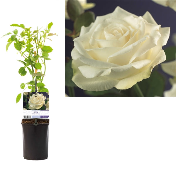 Klimroos - Rosa (K) 'White Climber'