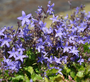 Klokje-'Campanula-poscharskyana'