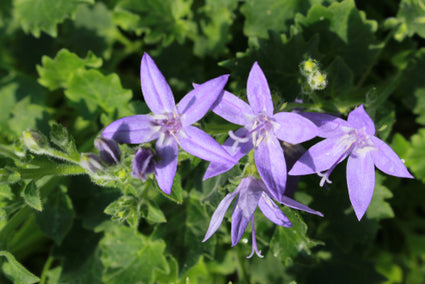 Klokjesbloem - Campanula Garganica.jpg