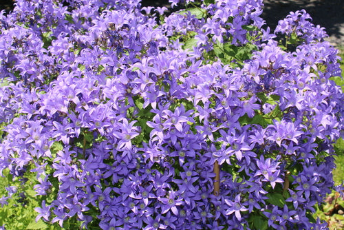 Klokjesbloem - Campanula lactiflora 'Superba'.jpg