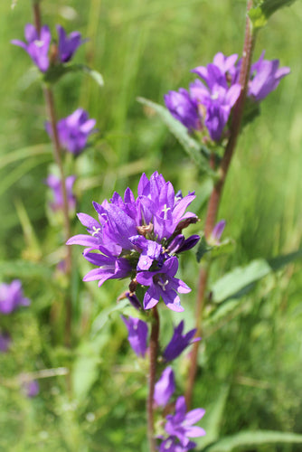 Kluwenklokje - Campanula glomerata 'Acaulis'.jpg