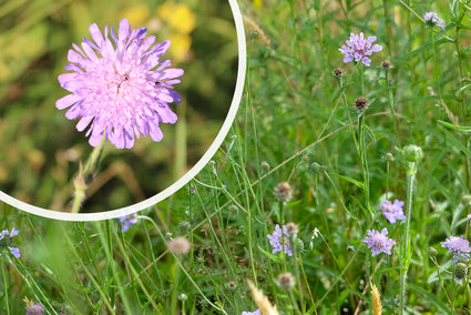 Bloei Beemdkroon - Knautia Arvensis