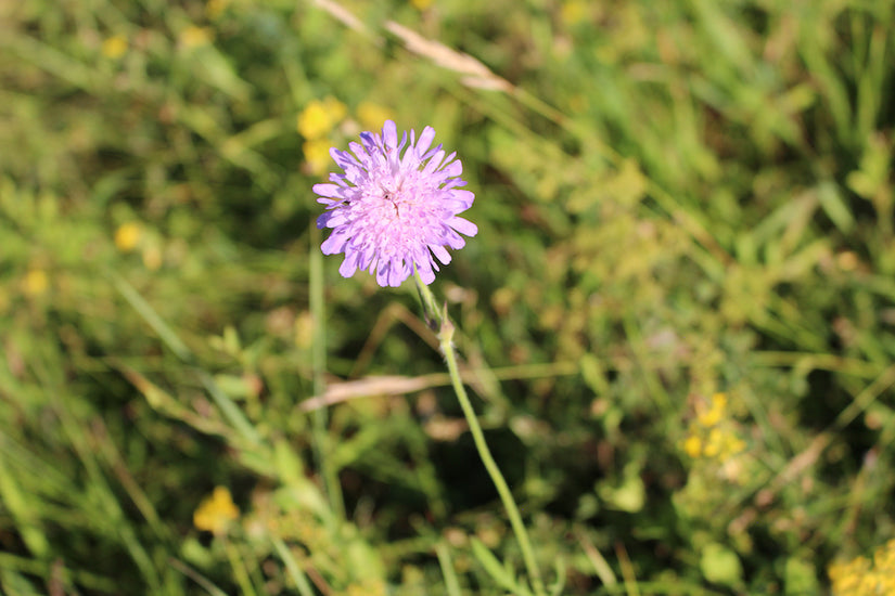 Knautia-Arvensis-bloem.jpg