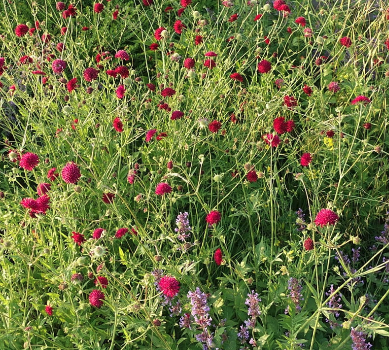 Knautia - Knautia macedonica