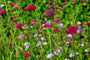 Knautia macedonica prachtig in prairietuinen